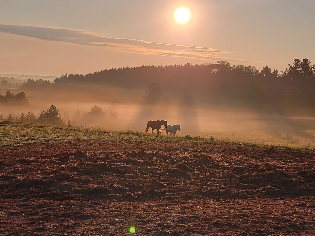 Always a Breeze Stable | 2832 hwy 7 east, Asphodel-Norwood, ON K0L 2B0, Canada | Phone: (289) 356-4322