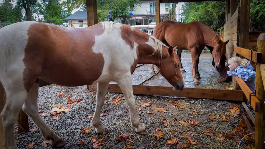 Stable Horse Training and Rehabilitation | 26136 Dewdney Trunk Rd, Maple Ridge, BC V2W 1A2, Canada | Phone: (604) 315-1517