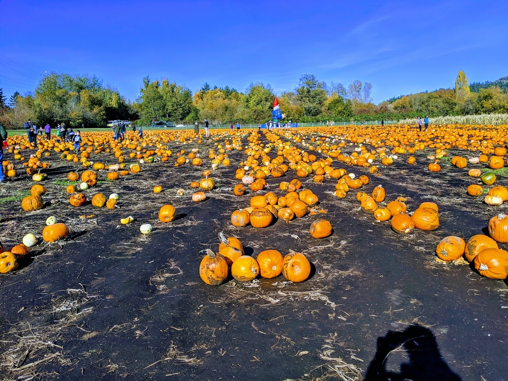 Galeys Cornmaze N Market | 4150 Blenkinsop Rd, Victoria, BC V8X 2C4, Canada | Phone: (250) 477-5713