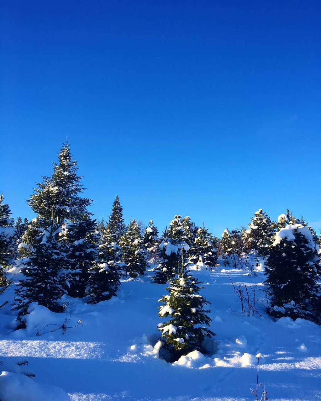 Nelson Family Choose and Cut (Christmas Trees) | 140 Middle Settlement Rd, Salt Springs, NS B0K 1P0, Canada | Phone: (902) 928-8200