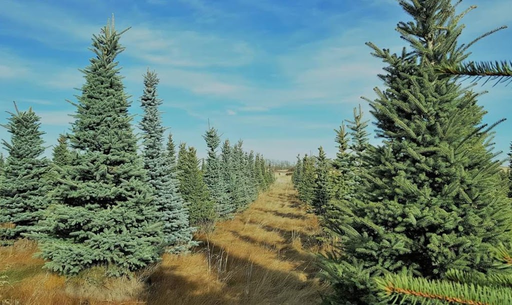 R FAMILY CHRISTMAS TREE FARM | 38551, Range Rd 21, AB T4E 2M7, Canada | Phone: (403) 887-5604