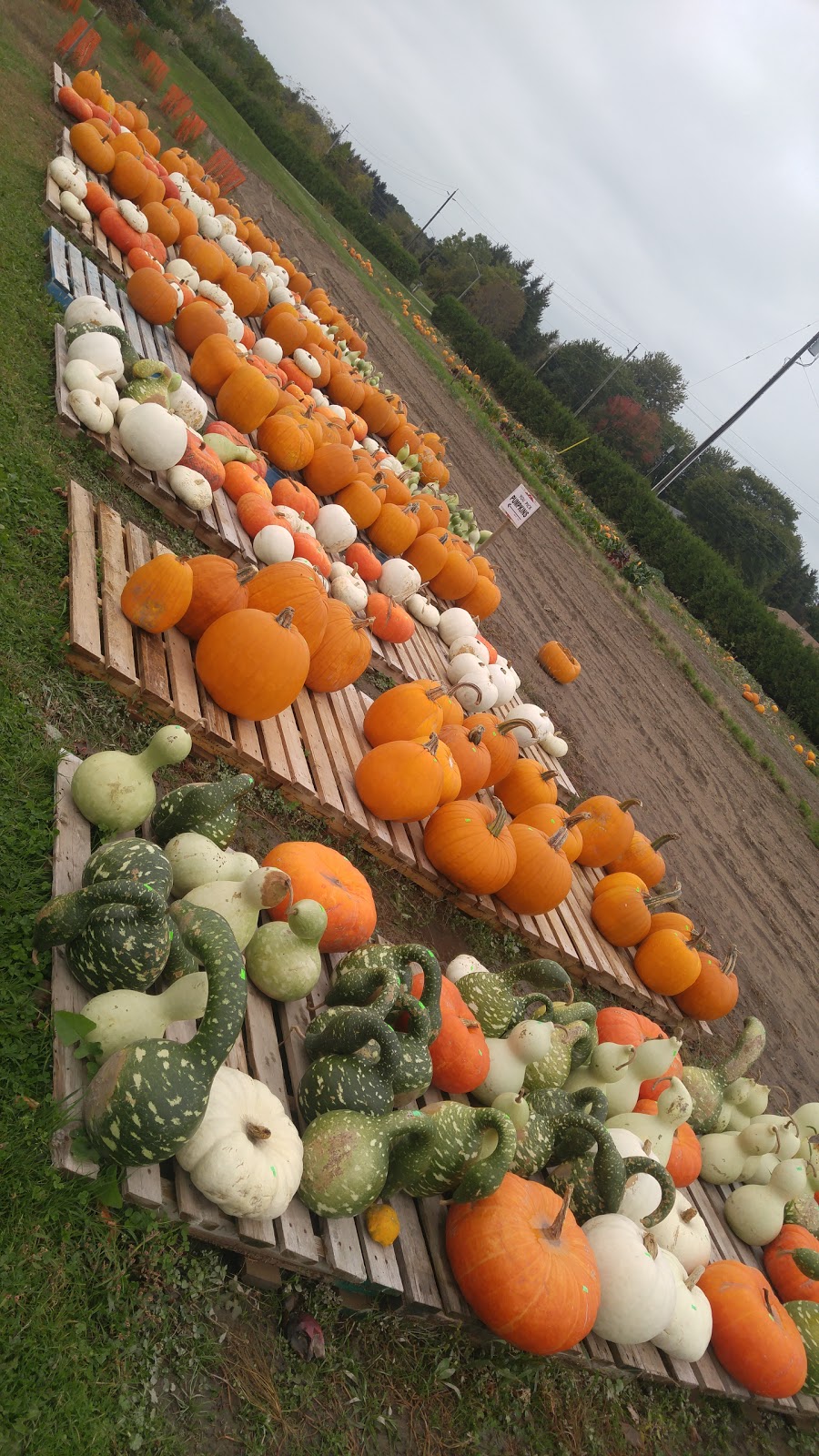 Macklins Farm Produce | 2155 Lakeshore Rd, Sarnia, ON N7T 7H4, Canada | Phone: (519) 869-4255