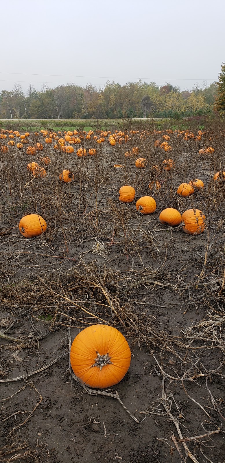 Parkinson’s U pick Pumpkin patch | 5380-, 5678 Wellington County Rd 29, Guelph, ON N1H 6J1, Canada