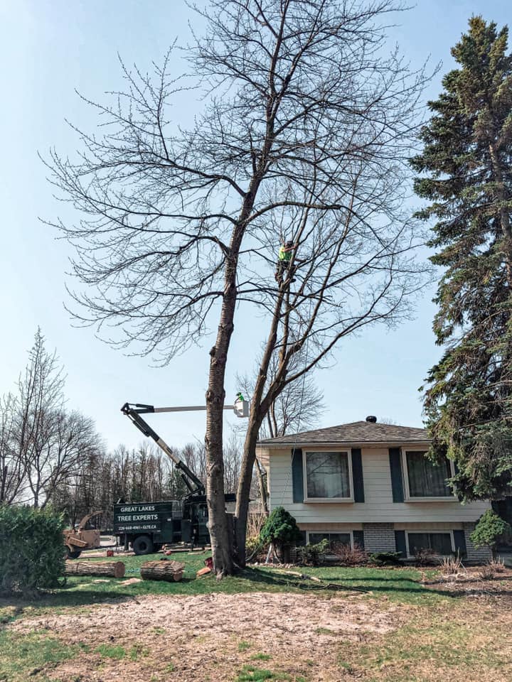 Great Lakes Tree Experts (3) | 5782 ON-9, Kincardine, ON N2Z 2X5, Canada | Phone: (226) 668-4961