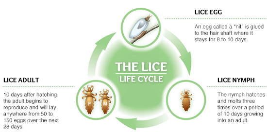 Langley Lice Solutions | 2661 204 St, Langley City, BC V2Z 2B8, Canada | Phone: (778) 873-1903