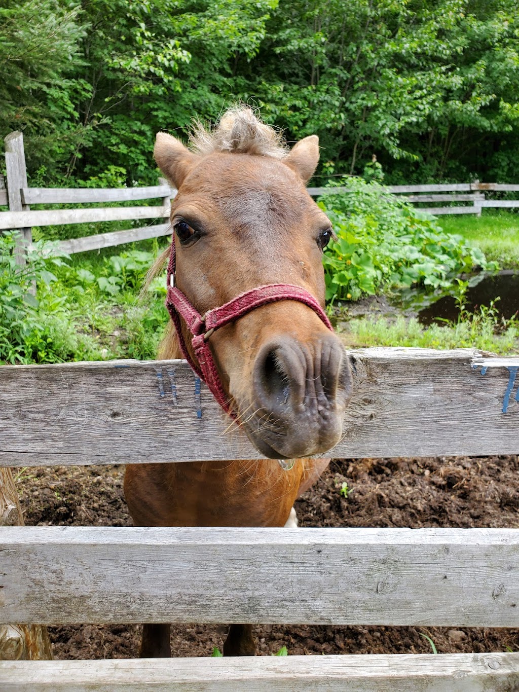 Land OLakes Rescue Petting Farm | 1200 Road 506, Cloyne, ON K0H 1K0, Canada | Phone: (613) 336-0330