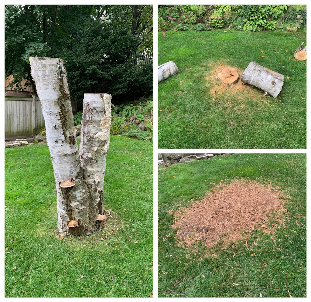 Stump King (Stump Removal Specialist) | 3381 Vernon Powell Dr, Oakville, ON L6H 0Y3, Canada | Phone: (416) 518-3152