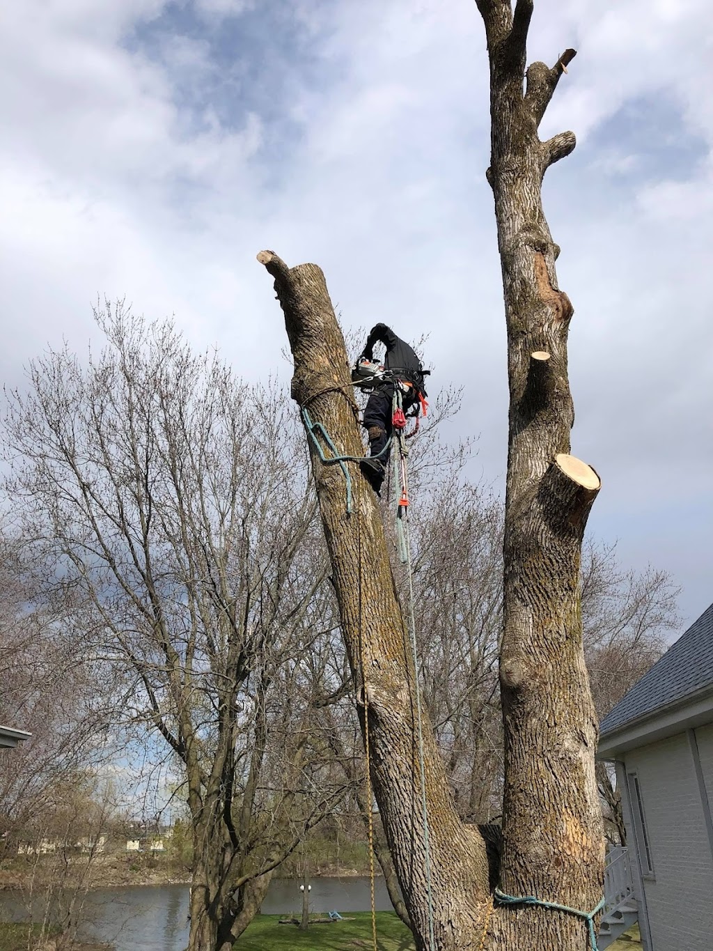 Samuel Girouard Arboriculteur-élagueur | 16325 Av. Roy, Saint-Hyacinthe, QC J2T 4G6, Canada | Phone: (450) 501-8205