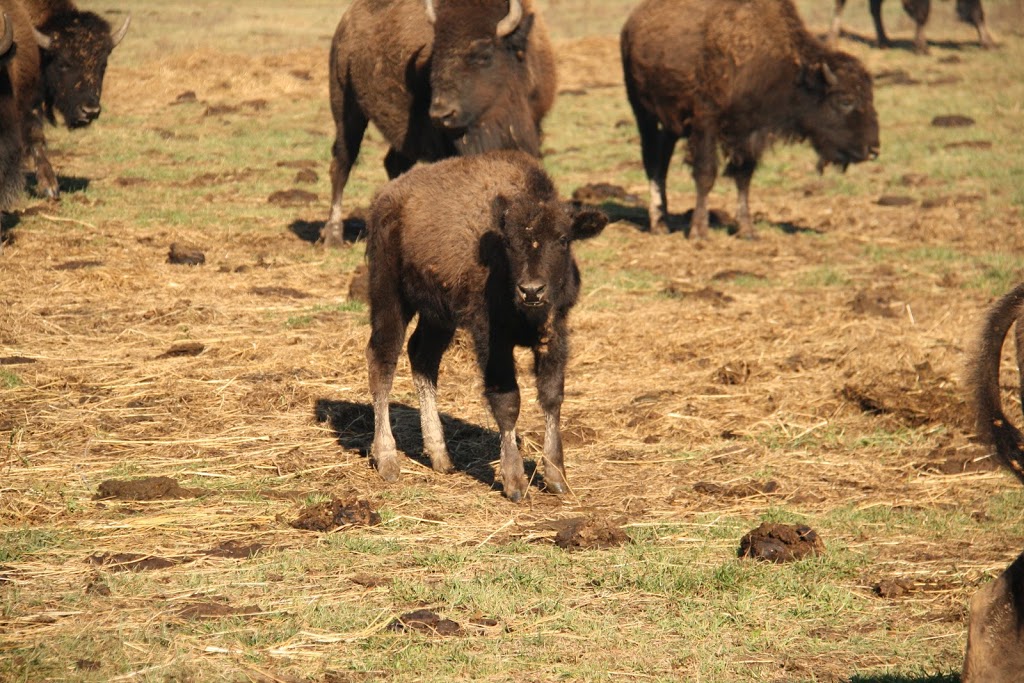 Chouinard Bisons | 308 Av. de Gaspé E, Saint-Jean-Port-Joli, QC G0R 3G0, Canada | Phone: (418) 598-3230