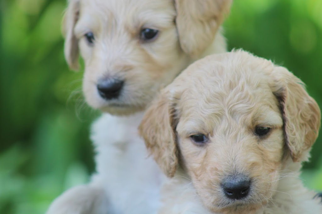 GoldenDoodles Patrick Certified Breeder | 2150 Rue Fradet, Drummondville, QC J2B 1P8, Canada | Phone: (819) 850-8881