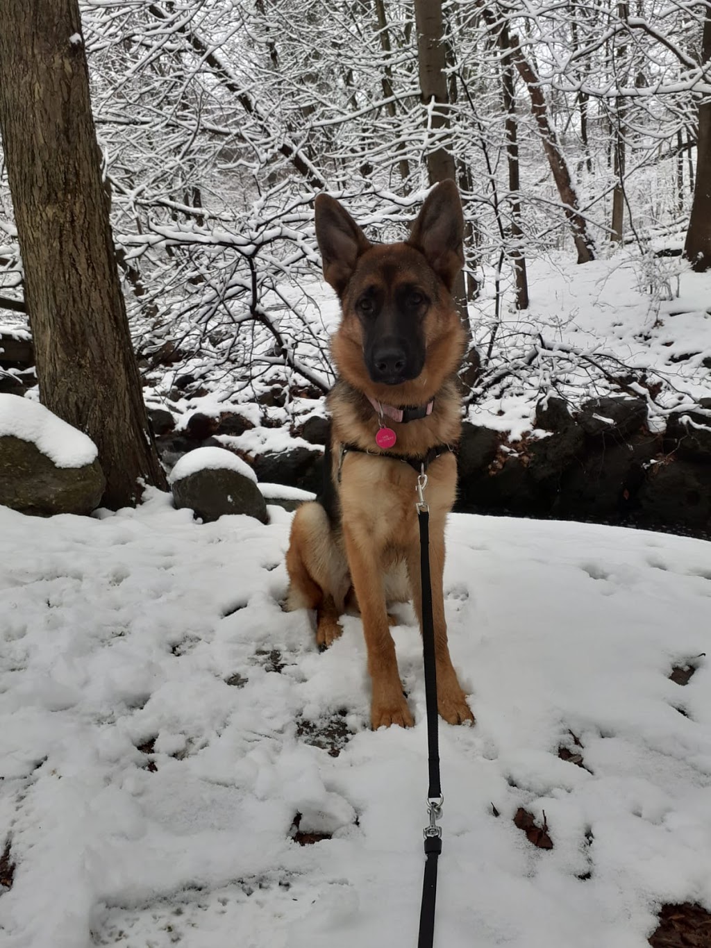 Millview German Shepherds | 58 Millview Crescent, Etobicoke, ON M9W 3K5, Canada | Phone: (416) 742-5134