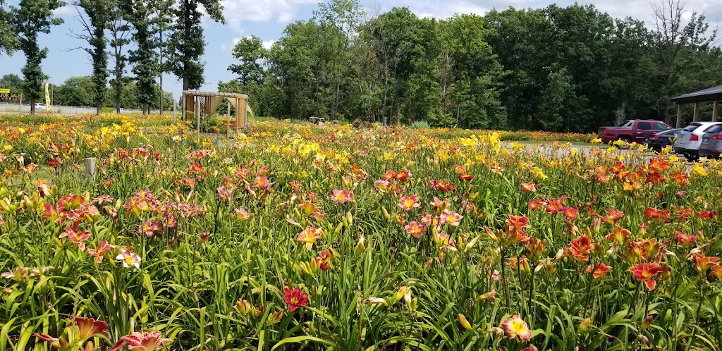 Dynamic Daylilies Inc. | 4500 S Service Rd, Beamsville, ON L0R 1B1, Canada | Phone: (905) 617-0788