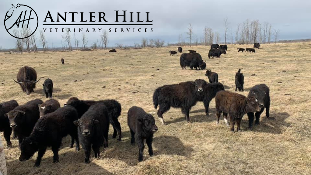 Antler Hill Veterinary Services | 9 Hawkridge Blvd #109, Penhold, AB T0M 1R0, Canada | Phone: (587) 802-5111