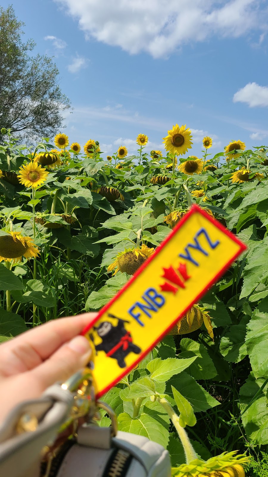 Sunflower Fields of Markham | 10378 ON-48, Markham, ON L3P 3J3, Canada | Phone: (416) 859-6159