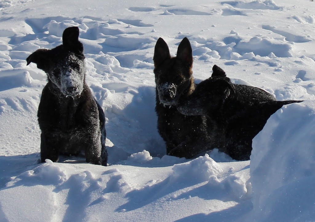 Wild Winds German Shepherds | 7489 1 Line RR #3, Arthur, ON N0G 1A0, Canada | Phone: (519) 831-8383