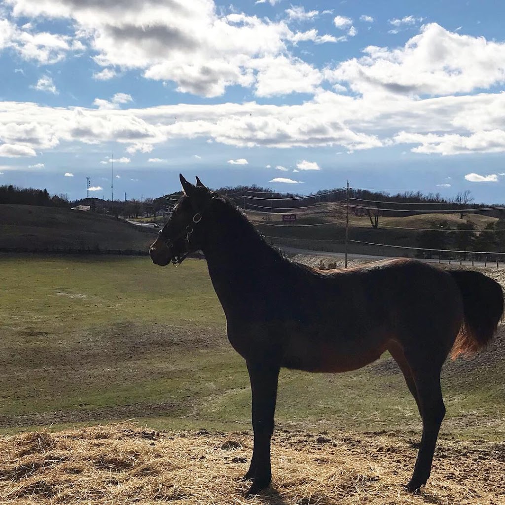Dark Horse Acres equestrian farm | 507212 ON-89, Mono, ON L9V 1J2, Canada | Phone: (905) 716-7627