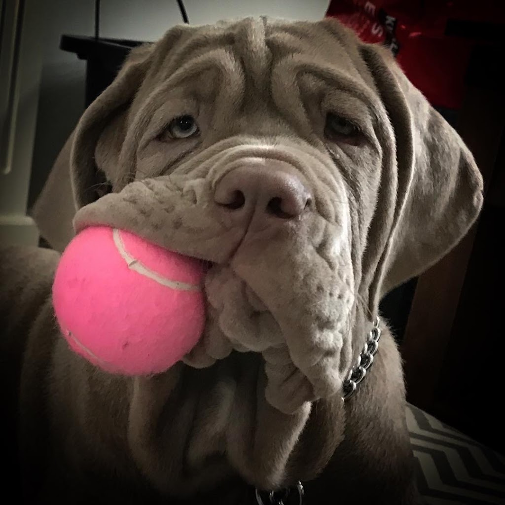 Neapolitan Mastiff Breeder Titani Del Nord | Robert St W, Penetanguishene, ON L9M 1N1, Canada | Phone: (705) 229-7997