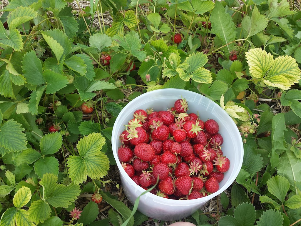 Friedensfeld Honey & Berry Farm LTD | 38109 Rd 31N, Friedensfeld, MB R5G 1M4, Canada | Phone: (204) 326-1500