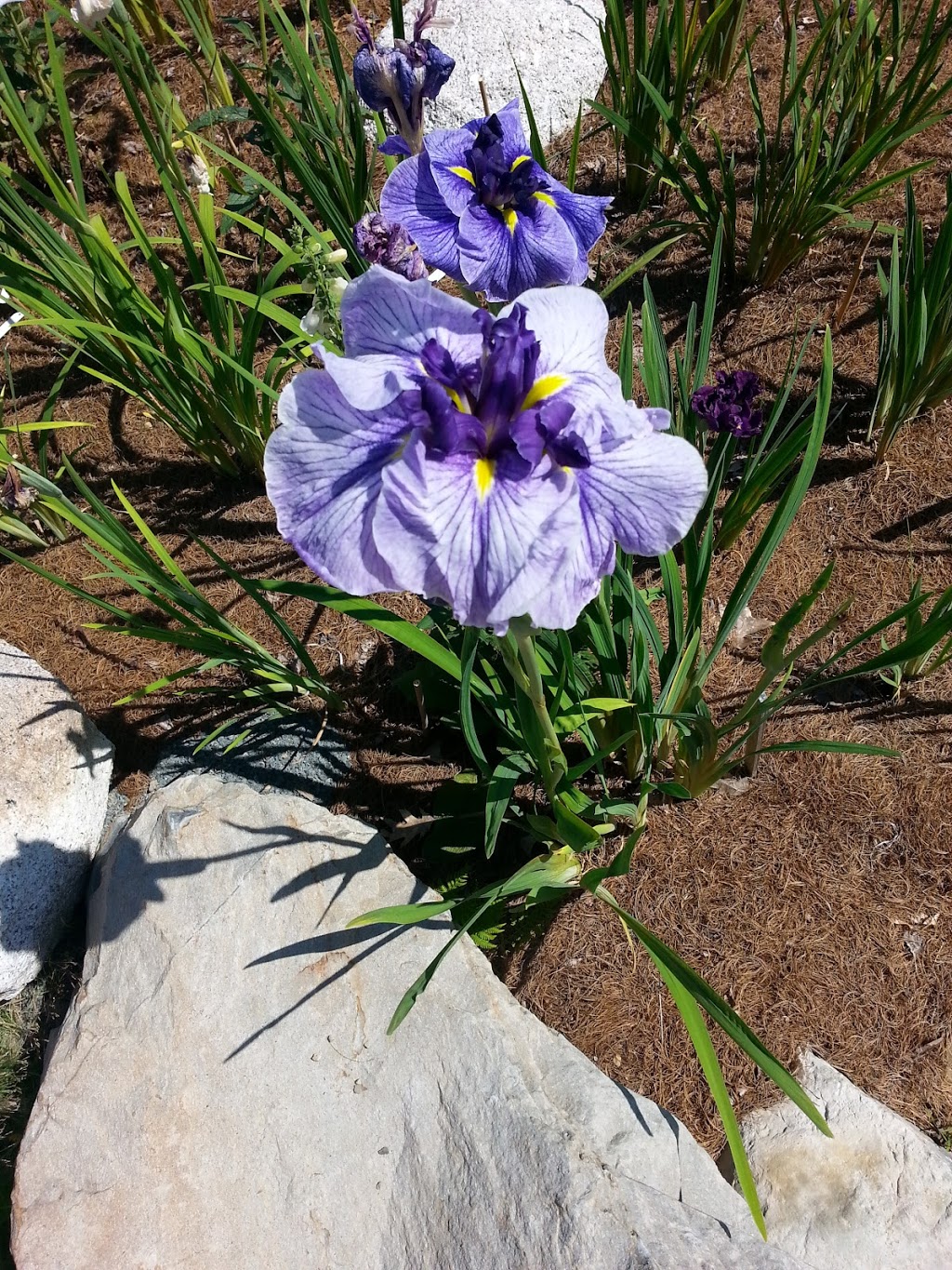 Harbour Breezes Daylilies | 10099 Nova Scotia Trunk 7, Head of Jeddore, NS B0J 1P0, Canada | Phone: (902) 889-3179