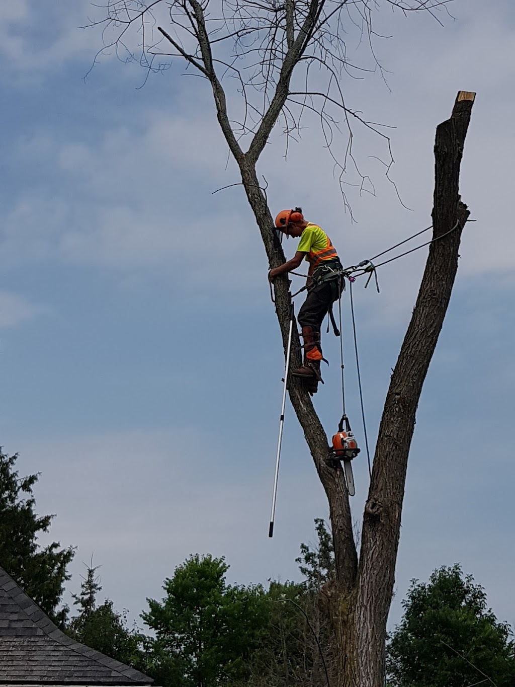 Frontenac Tree Service | 53 Huffman Rd, Yarker, ON K0K 3N0, Canada | Phone: (343) 884-6311