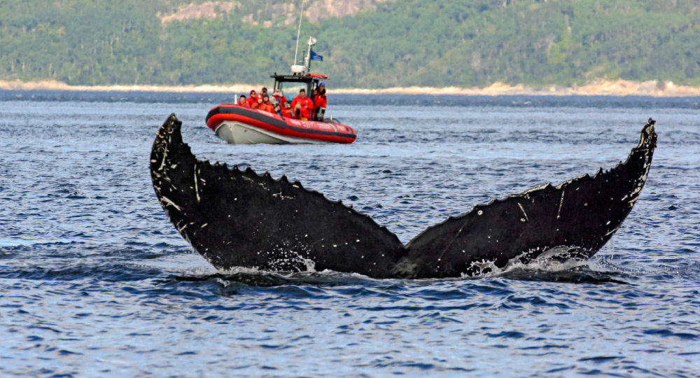 Croisières Essipit / Whale Watching Essipit Cruise | 498 Rue de la Mer, Grandes-Bergeronnes, QC G0T 1G0, Canada | Phone: (418) 232-6778