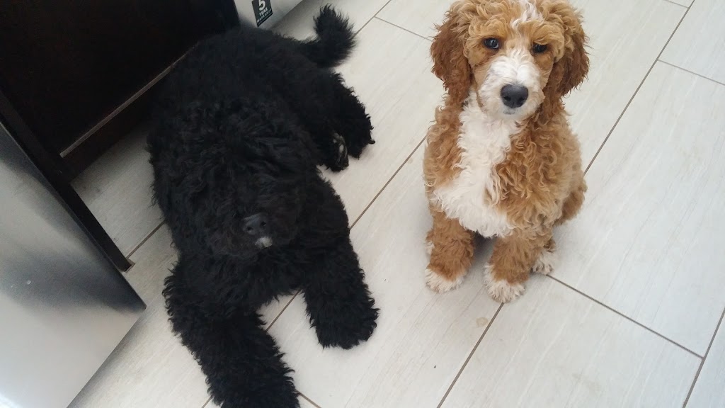 Hazy Daisy Doodles and Poodles Kennels | 5723 NB-880, Dobson Corner, NB E4Z 4B9, Canada | Phone: (506) 708-0553