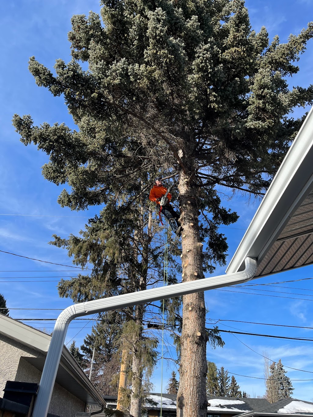 Alberta Tree Masters -Tree Service - Tree Removal & Tree Pruning | 28 Edgeford Pl NW, Calgary, AB T3A 2T2, Canada | Phone: (587) 438-5733