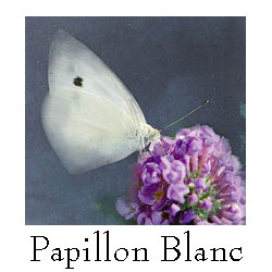 Centre Papillon Blanc | 121 Rue Jean-De Ronceray, Carignan, QC J3L 6L8, Canada | Phone: (514) 803-1530