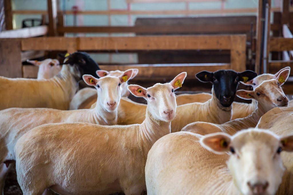 Ferme Jocelyn Urbain | 924 Rue Notre-Dame, Saint-Sulpice, QC J5W 3W5, Canada | Phone: (514) 926-2481