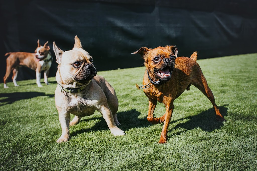 Paw Prints Doggy Daycare & Grooming Inc. | 401 Bluewater Rd #4, Bedford, NS B4B 1J7, Canada | Phone: (902) 832-9323