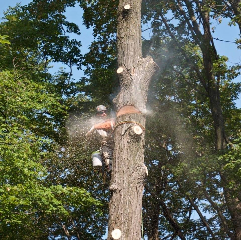 Ben Girard Arboriculture - Services darbres Rawdon | 4171 Rue Petit, Rawdon, QC J0K 1S0, Canada | Phone: (514) 622-9833