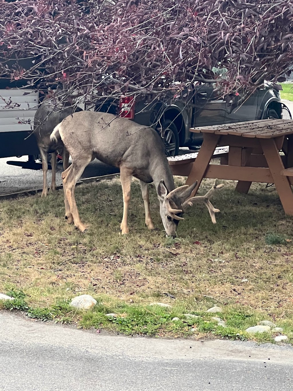 Destination Inn | 4881 St Marys St, Radium Hot Springs, BC V0A 1M0, Canada | Phone: (250) 347-9111