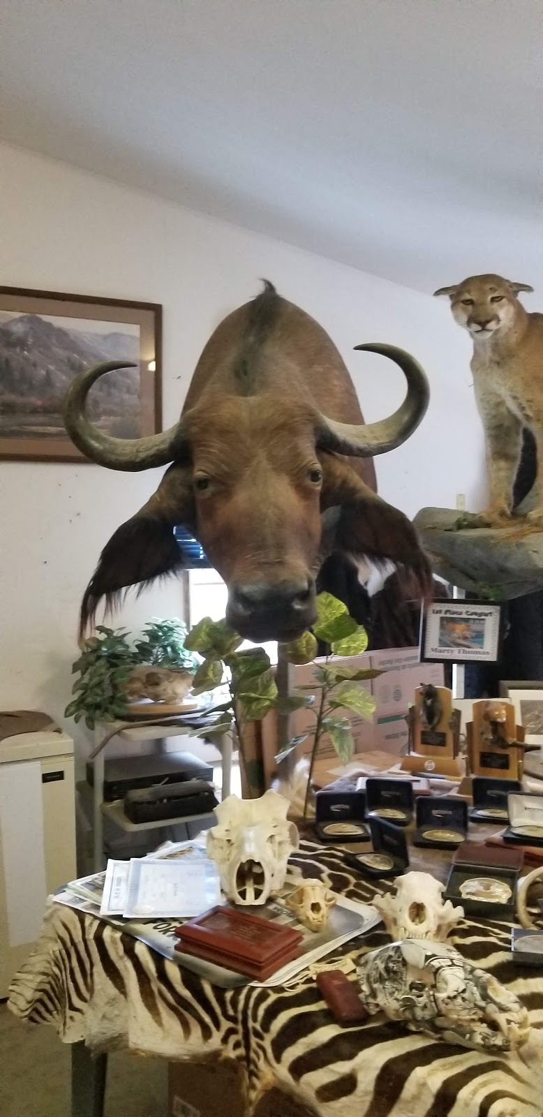 Alpine Taxidermy & Wildlife Museum | 460 Starchuk Rd, Grand Forks, BC V0H 1H9, Canada | Phone: (250) 442-6415