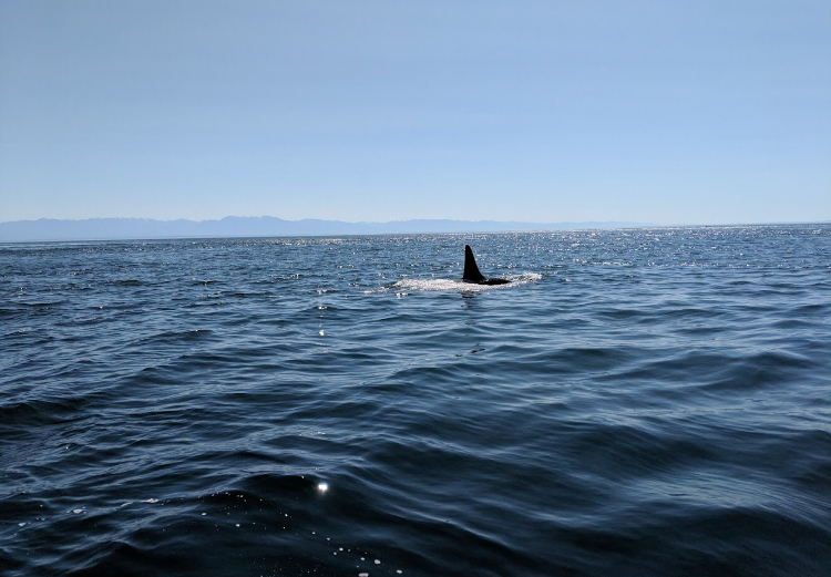 Sidney Whale Watching | 2537 Beacon Ave, Sidney, BC V8L 1Y2, Canada | Phone: (250) 656-7599