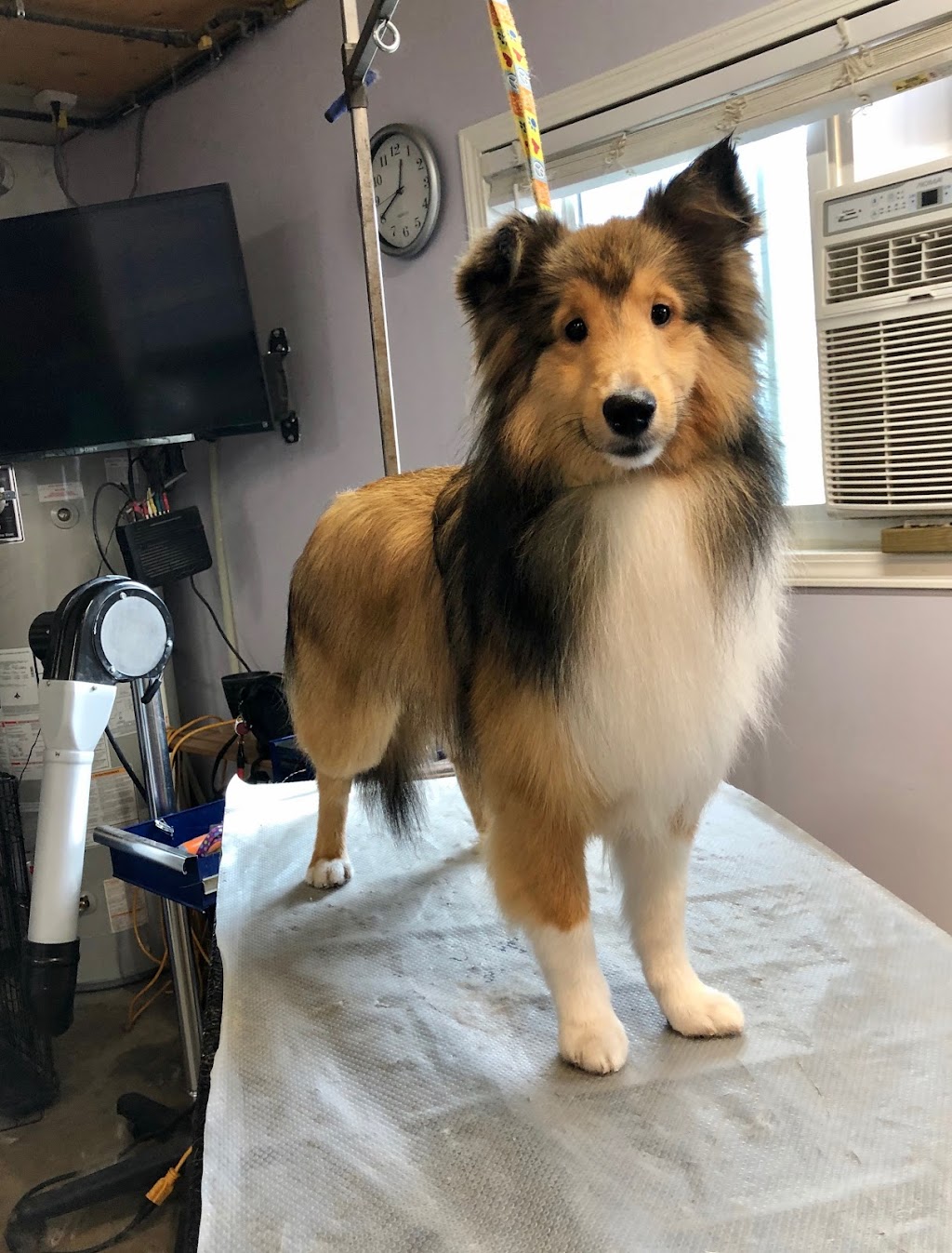 Big Red Dog Grooming | 1016 Keith Rd, Sherwood Park, AB T8A 1G3, Canada | Phone: (780) 819-7894