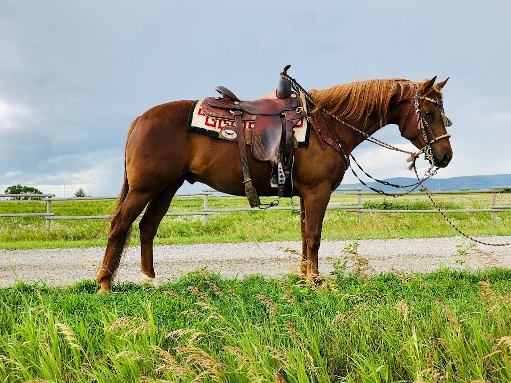 SR Horse Training | NW 17-9-26 W4, Macleod, AB T0L 0Z0, Canada | Phone: (403) 331-8440