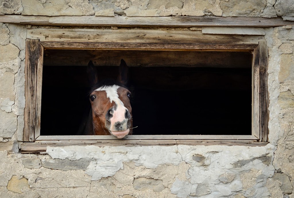 Old Orchard Farm | 12386 First Line Nassagaweya, Moffat, ON L0P 1J0, Canada | Phone: (519) 829-9224