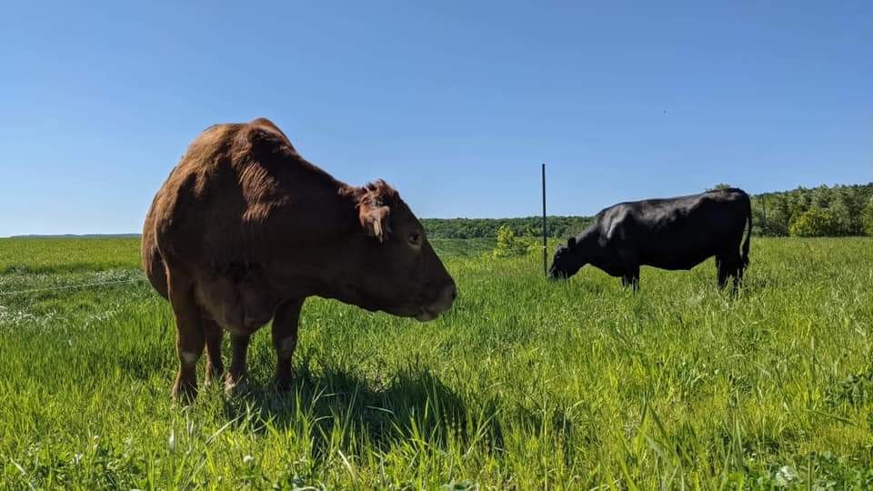 Ferme GuayClair | 235 Mnt la Branche, Brownsburg, QC J8G 2E5, Canada | Phone: (514) 705-9902