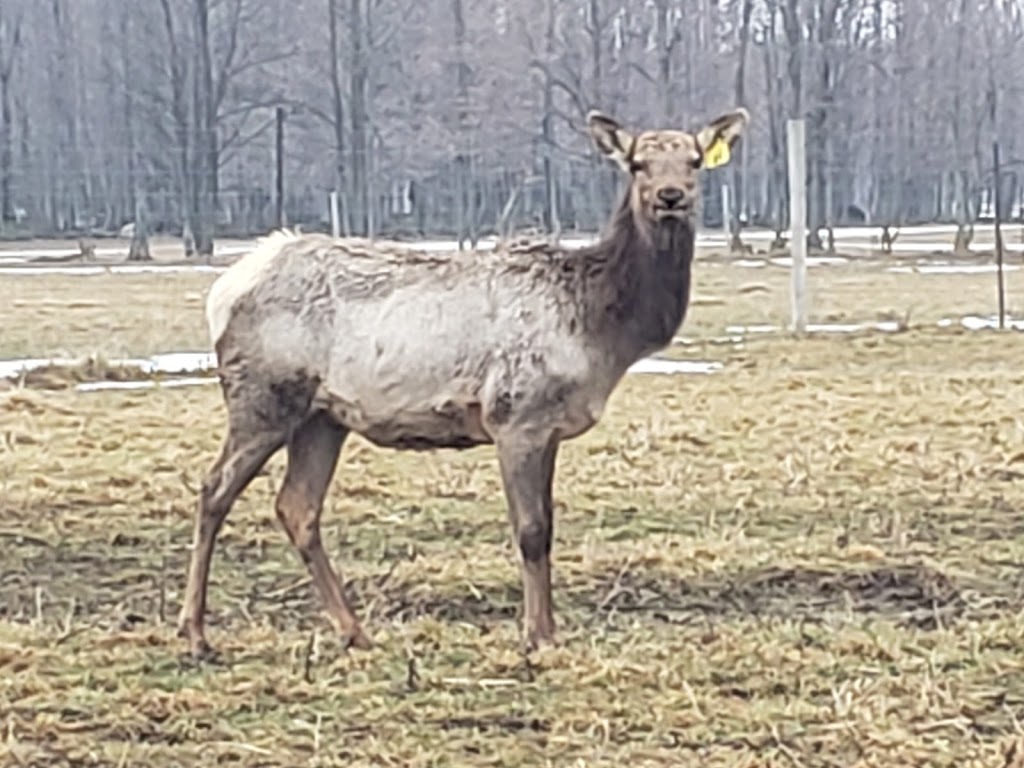 Regal Point Elk Farm | 462081, Concession Rd 24, Georgian Bluffs, ON N0H 2T0, Canada | Phone: (519) 373-7574