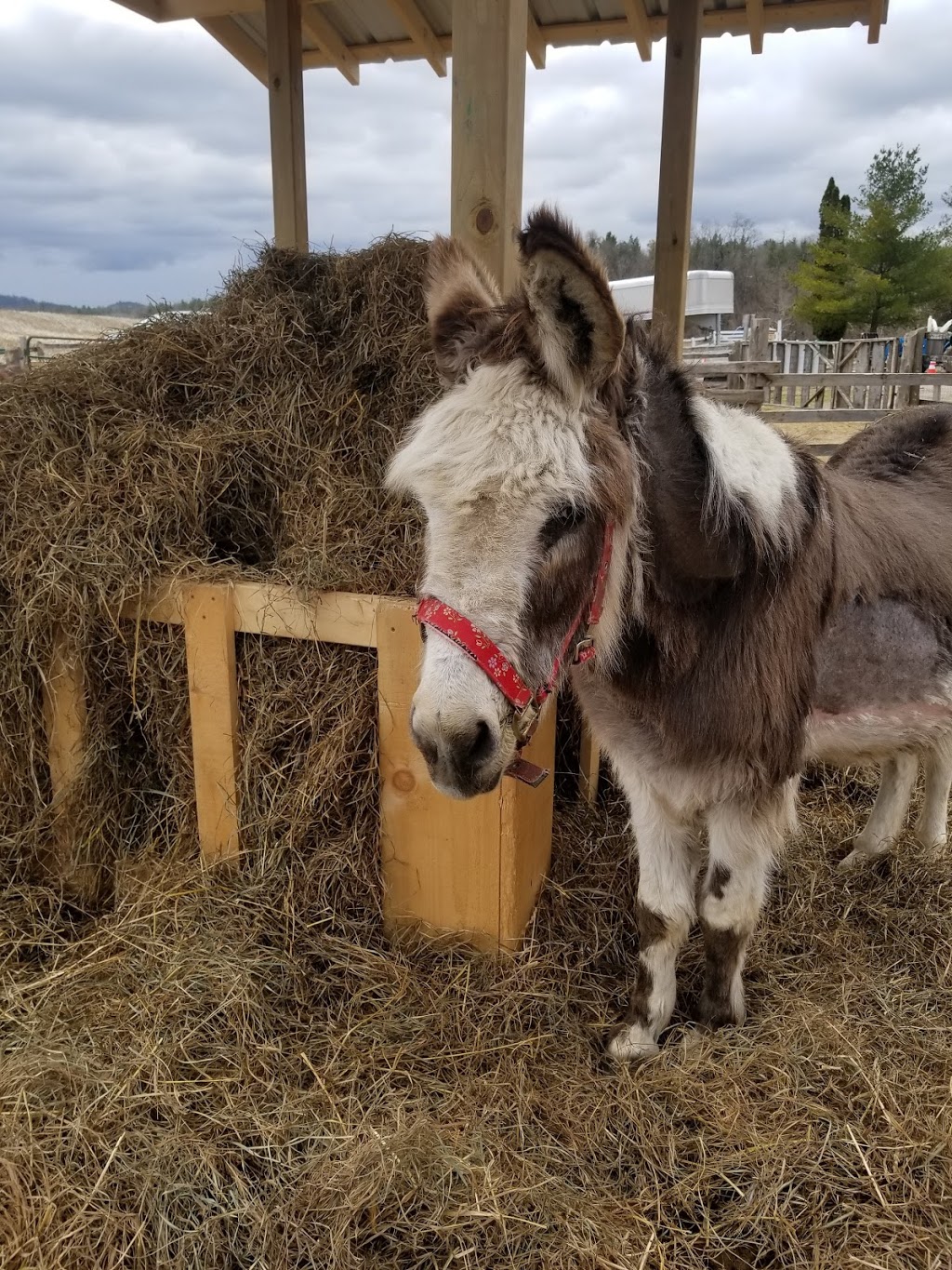 PrimRose Donkey Sanctuary | 1296 Bowmanton Rd, Roseneath, ON K0K 2X0, Canada | Phone: (905) 352-2772