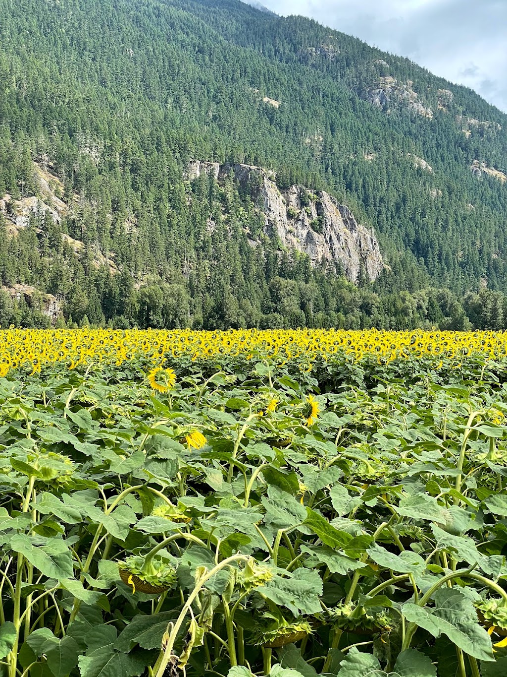 Laughing Crow Organics | 8324 Pemberton Meadows Rd, Pemberton, BC V0N 2L0, Canada | Phone: (604) 906-1305