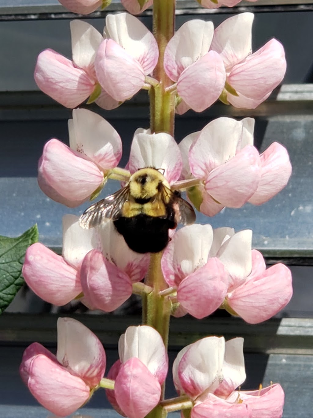 Neilys Greenhouse and Gardens | 10139 Nova Scotia Trunk 1, Paradise, NS B0S 1R0, Canada | Phone: (902) 824-1144