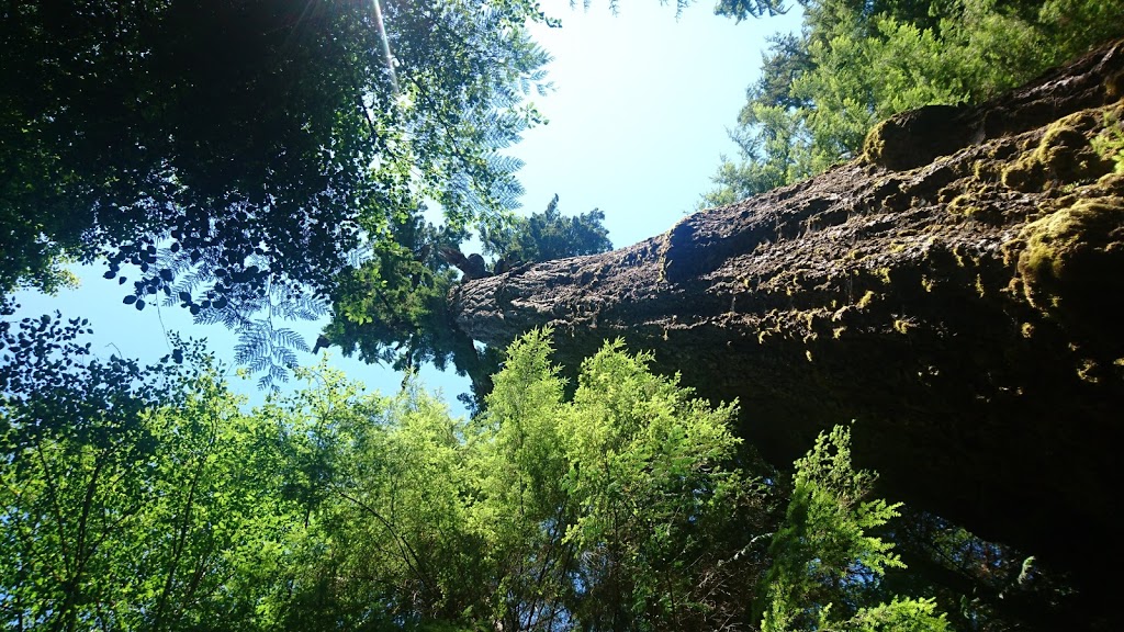 Red Creek Fir - the worlds largest Douglas Fir tree | Juan de Fuca, BC V0S, Canada | Phone: (778) 817-1068