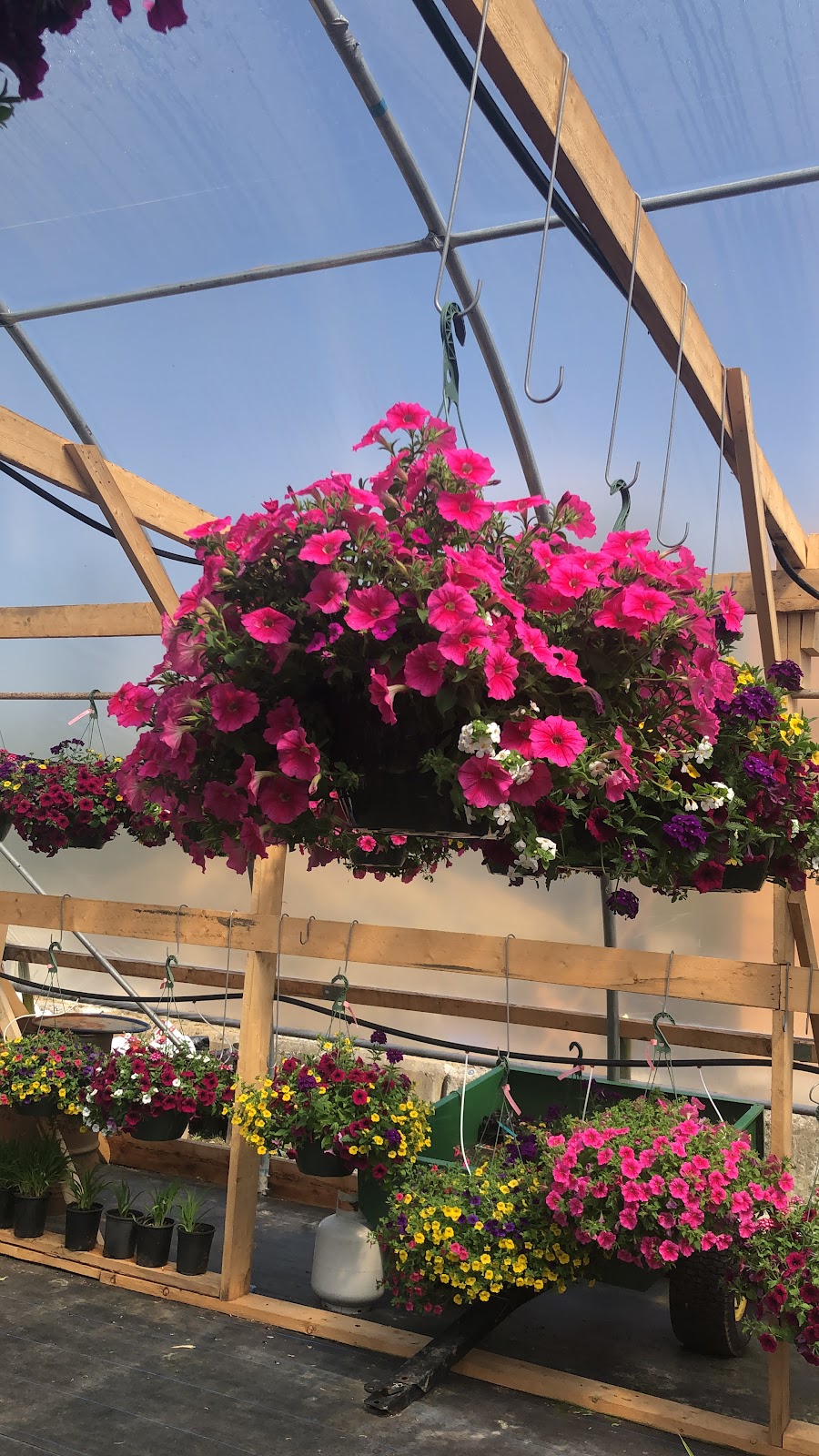 Grand Valley Nursery | 29655 Fraser Hwy, Abbotsford, BC V4X 1H2, Canada | Phone: (778) 878-7404