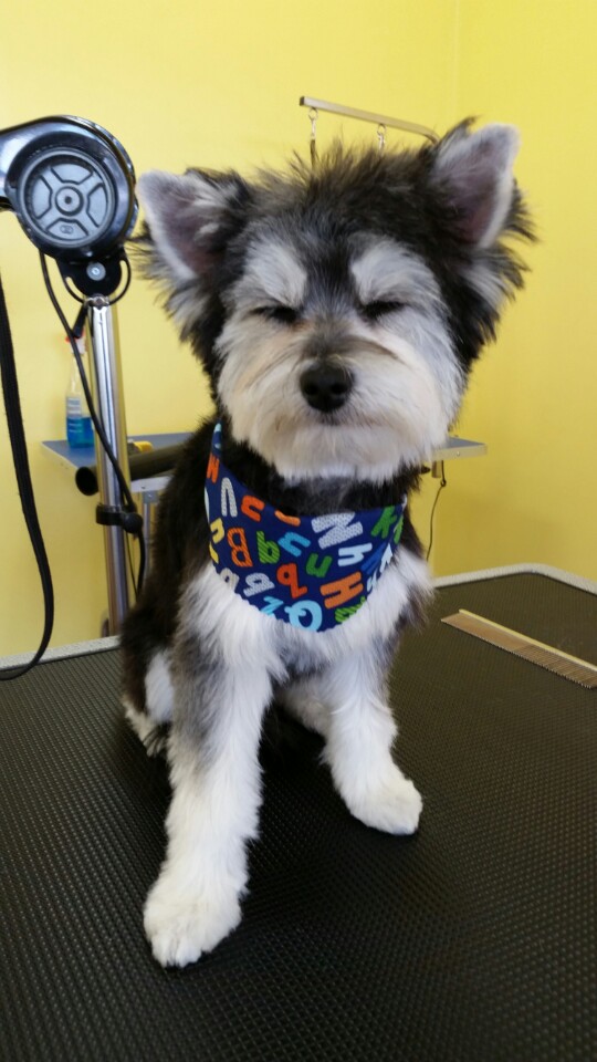 pawsitively pretty grooming | 2 Lakeshore Rd, St. Catharines, ON L2N 7E4, Canada | Phone: (905) 246-2367