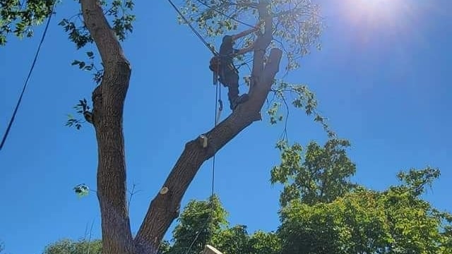 Lupenette Tree Service | 149 Lingham St, Belleville, ON K8N 3T3, Canada | Phone: (343) 645-6703