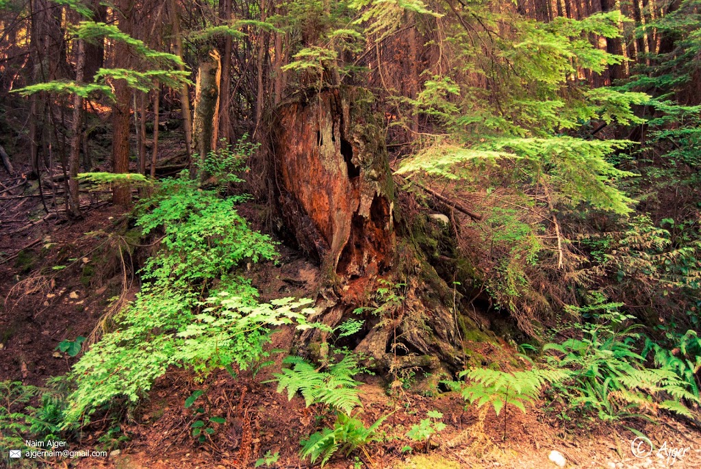 Buntzen Ridge Trail | Port Moody, BC V3H 4S3, Canada