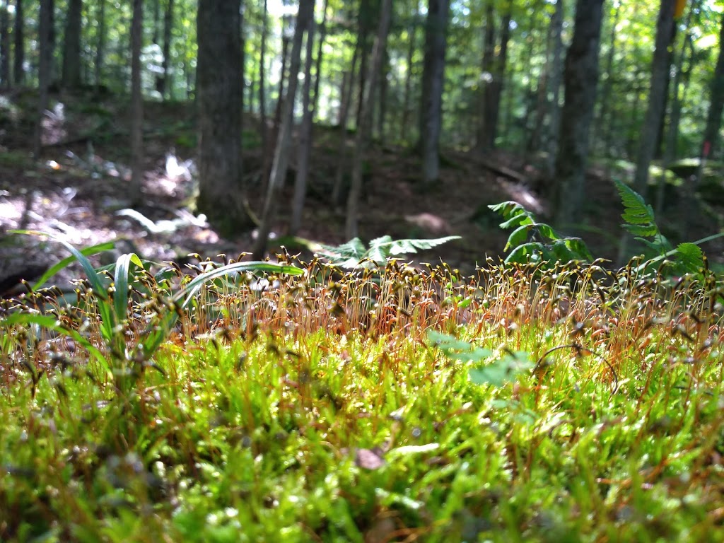 Boisé Du Phare | Mont-Bellevue, Sherbrooke, QC J1H 6B3, Canada