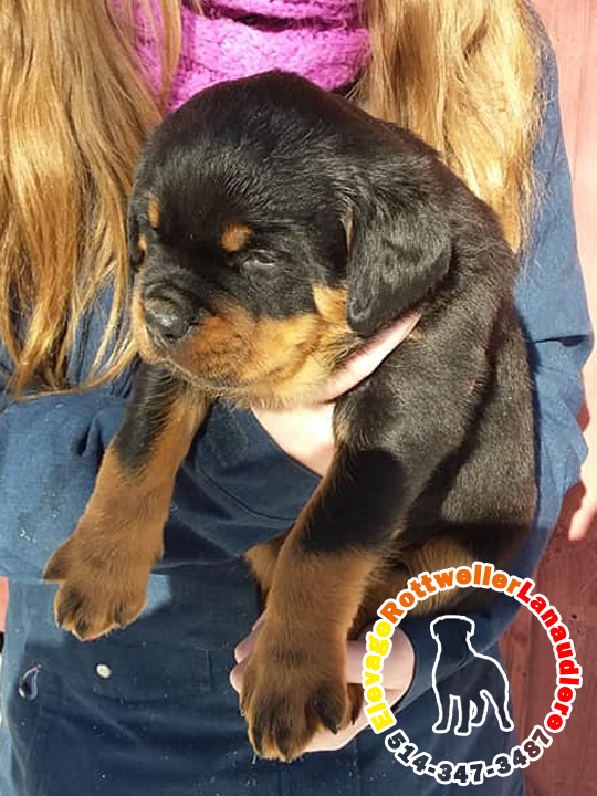 Élevage de chiots et chiens Rottweiler Lanaudière | 300 6e Rang, Saint-Calixte, QC J0K 1Z0, Canada | Phone: (514) 347-3487