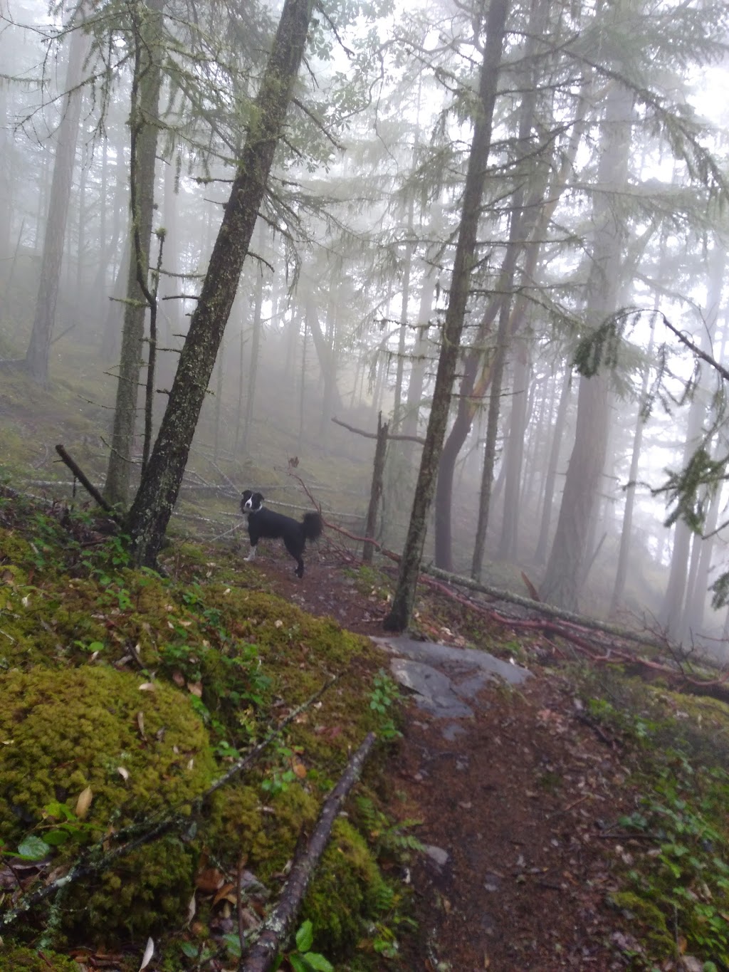 Mt dyan Hiking Trail | Trustees Trail, Salt Spring Island, BC V8K 2Y1, Canada